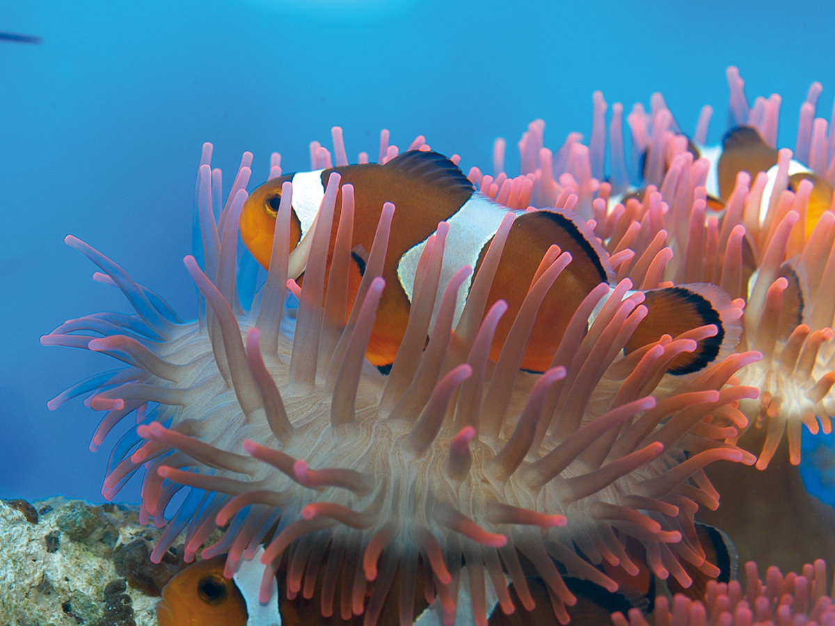 Acquario di Genova
