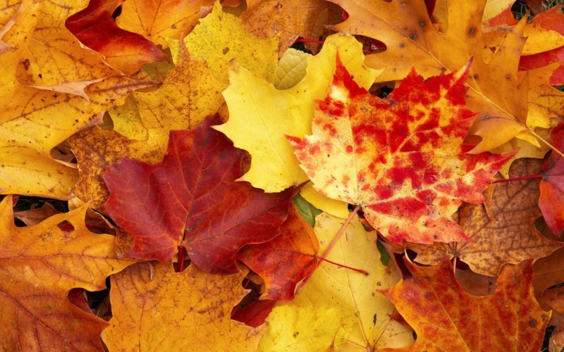 Inizia l’autunno: cadono le foglie sbocciano gli eventi
