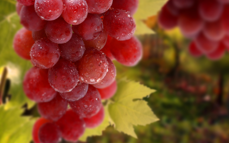 Un Settembre davvero gustoso