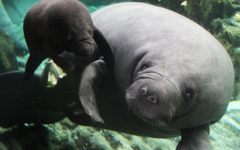 Festa grande: sono nati tre cuccioli all’Acquario di Genova