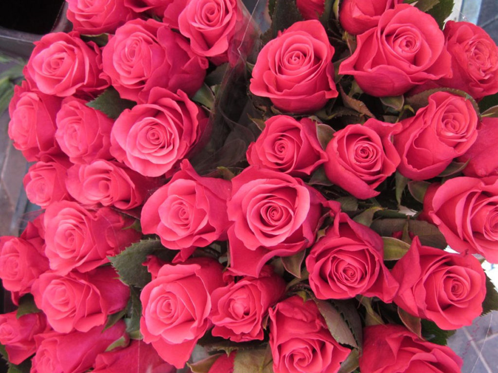 rose