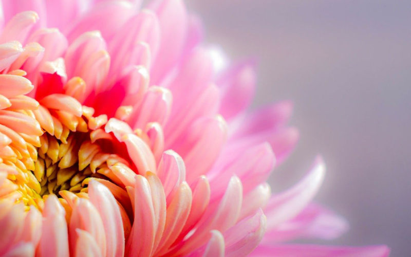 Manifestazione di interesse per la selezione dei progettisti di Euroflora 2025