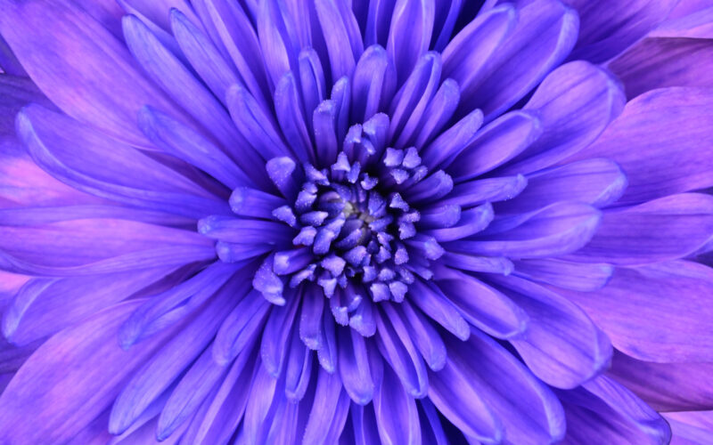 Comunicato stampa Euroflora 2022