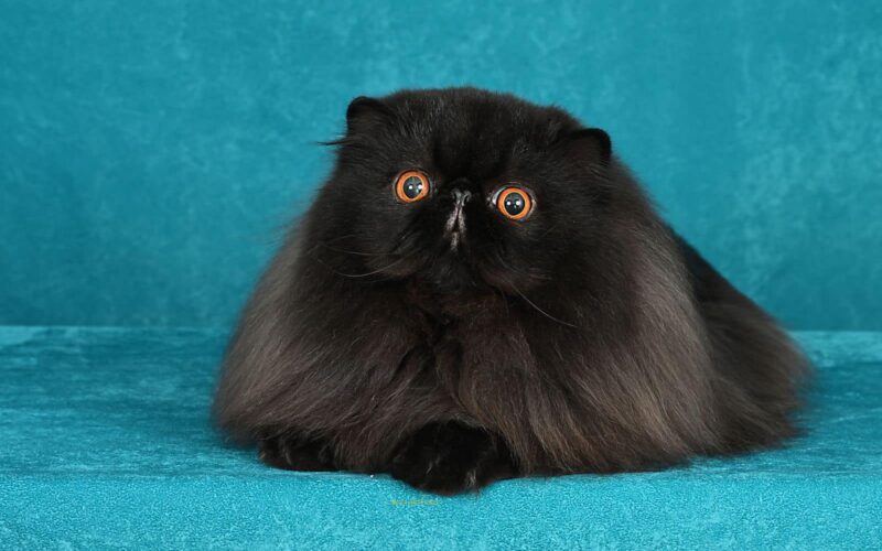 Mostra felina Genova 2025